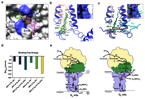 图2  CaSDH的醌结合口袋、结合自由能与电子传递路径。