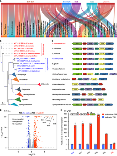 图1 比较基因组学分析挖掘新型BioE-BioL生物素合成途径