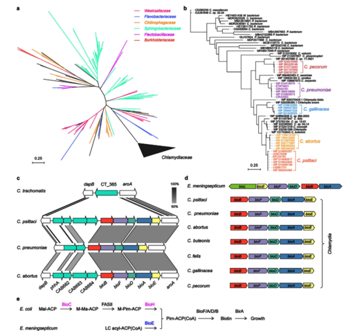 图1 BioE 分布的遗传多样性