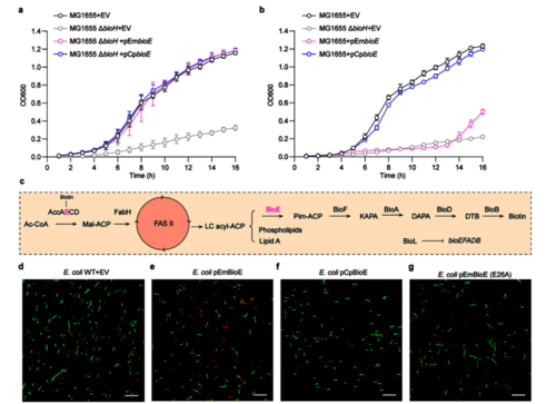 图2 EmBioE的过表达对宿主的代偿机制