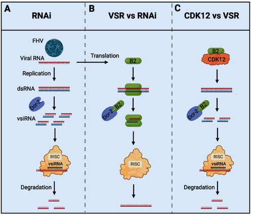 图1. CDK12 对抗 VSR 以维持宿主抗病毒 RNAi 免疫的机制模型图。 图1. CDK12 对抗 VSR 以维持宿主抗病毒 RNAi 免疫的机制模型图。
